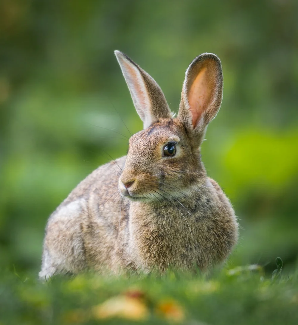 rabbit_unsplash.jpg