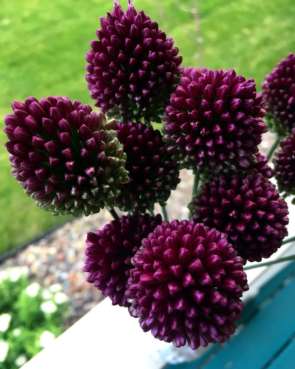 allium.jpg