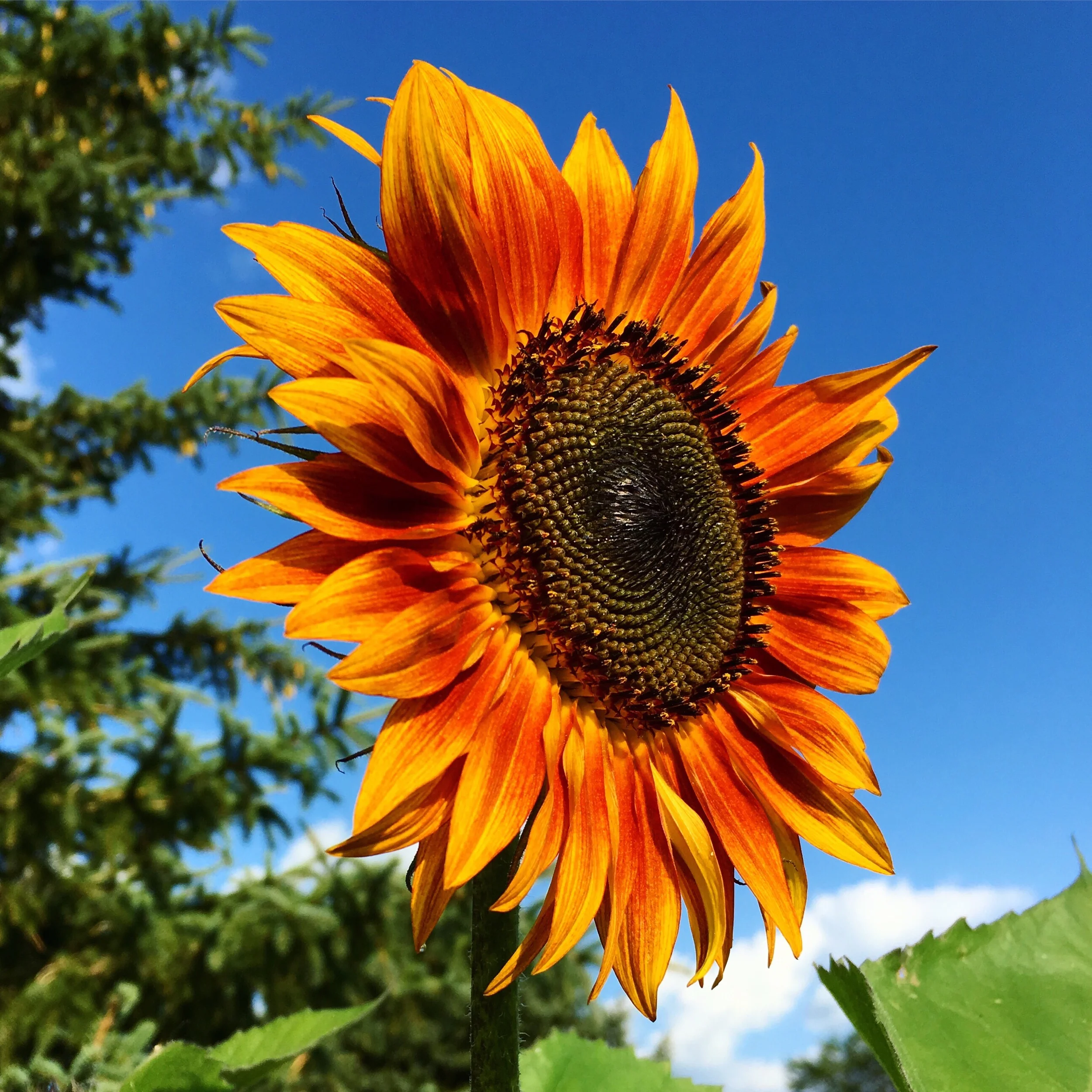 Sunflower “Autumn Beauty” mix