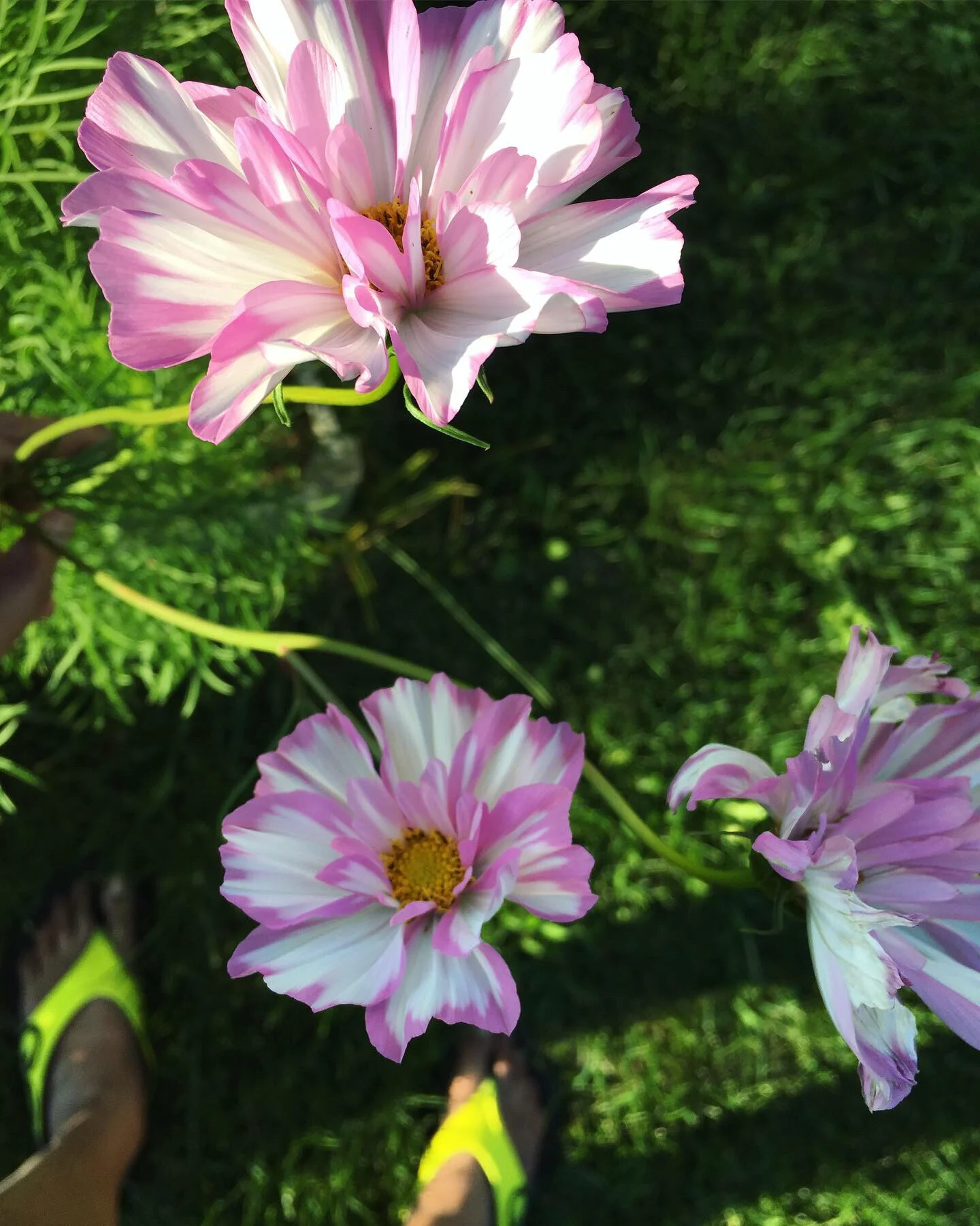 Cosmos “Psyche”