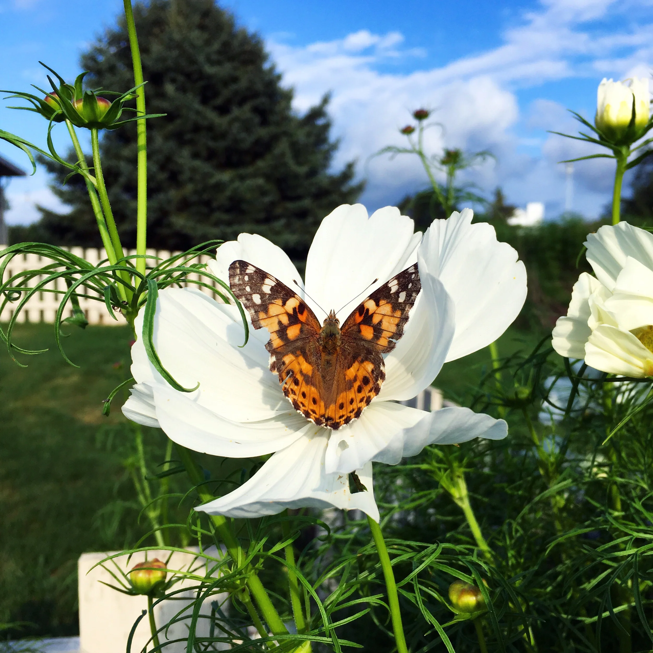 Cosmos “White Princess”