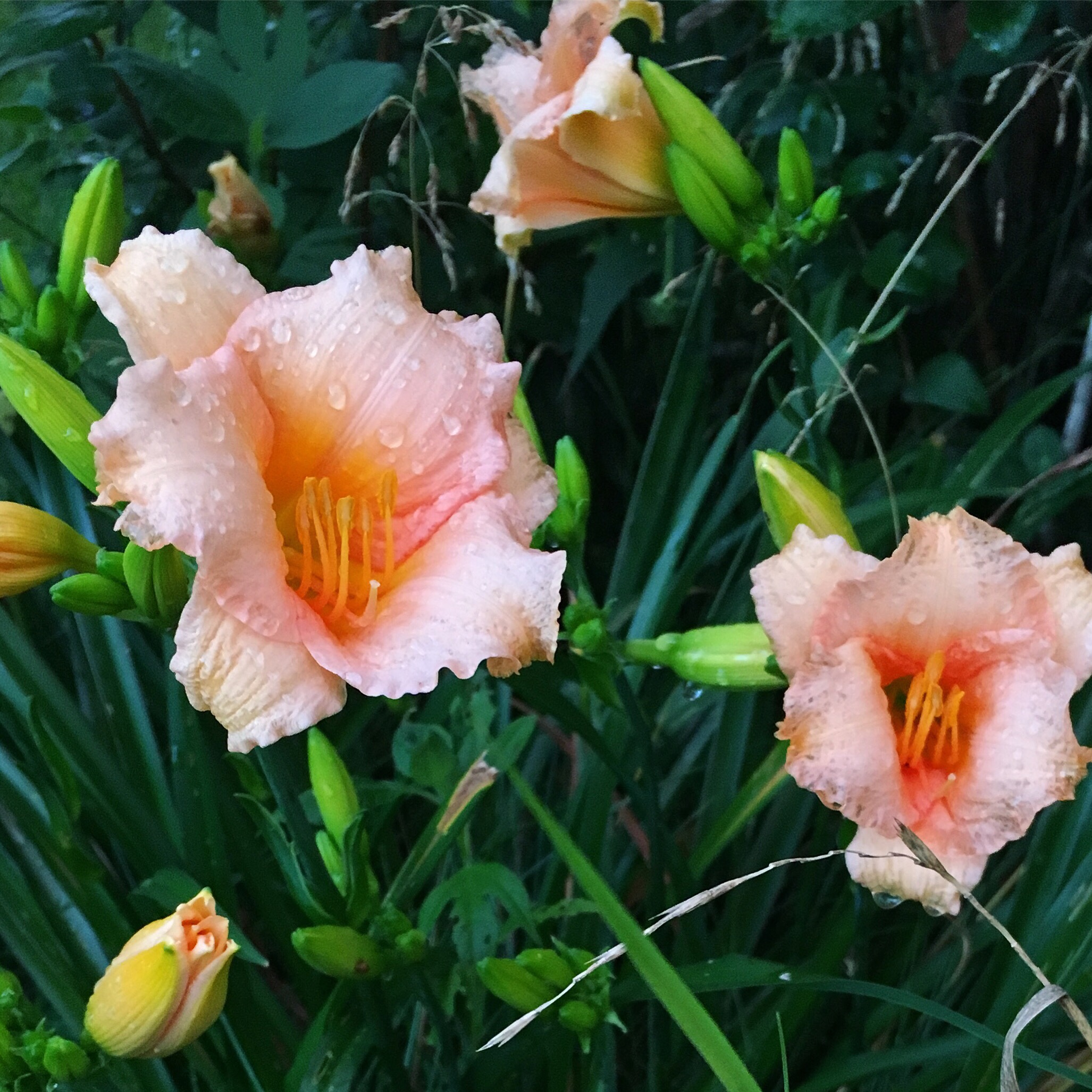 Daylily