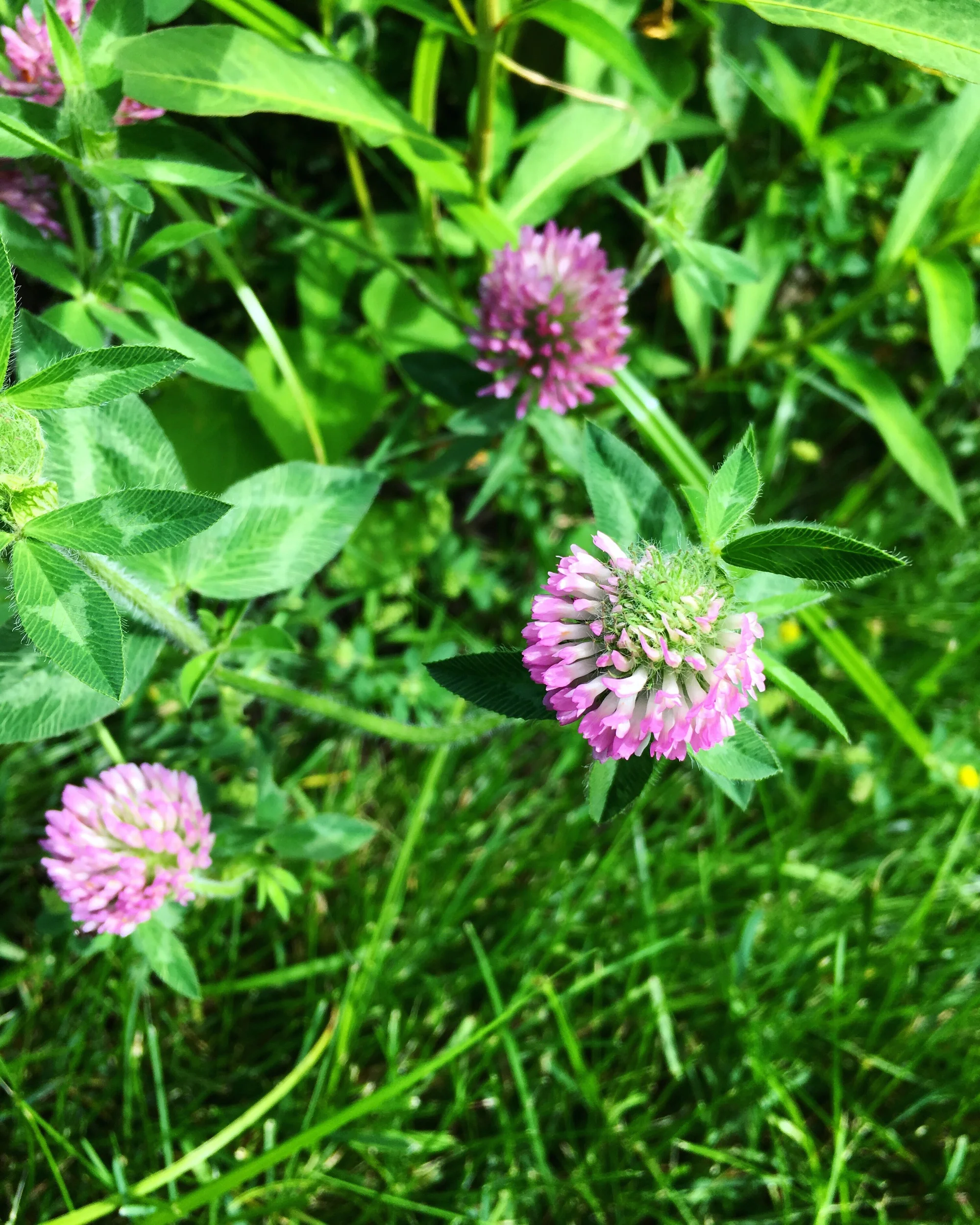 Clover