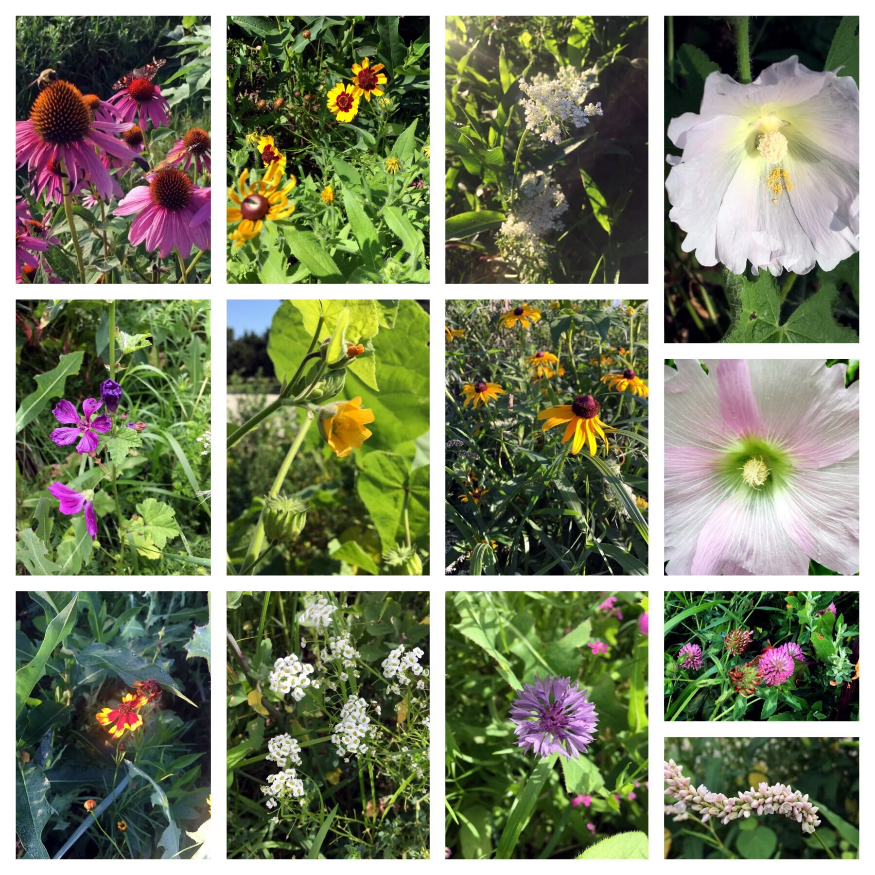 From top left to bottom right— Echinacea, Black Eyed Susan, Queen Anne’s Lace, Hollyhock, High Mallow, Indian Mallow, Rudbeckia, Hollyhock, Coreopsis, Cornflower, Clover and Pinkweed.