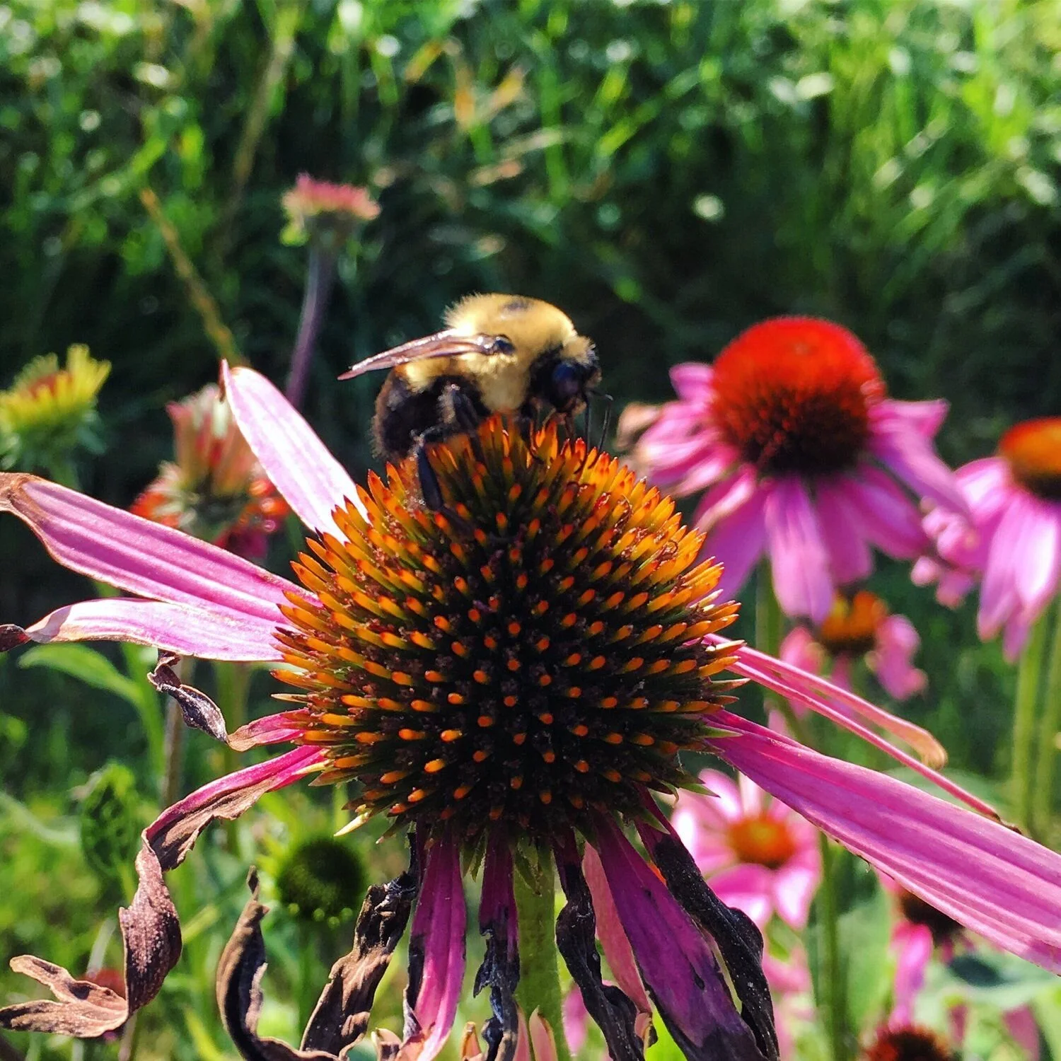 coneflower bee.jpeg
