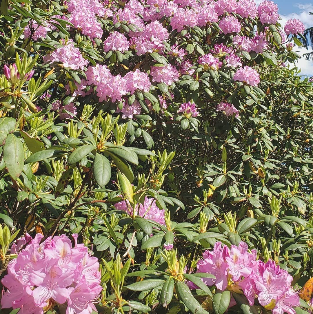 Blooming rhododendrons at the park. So vibrant! 🌺🌸
.
.
.
 #floralphotography #blooms