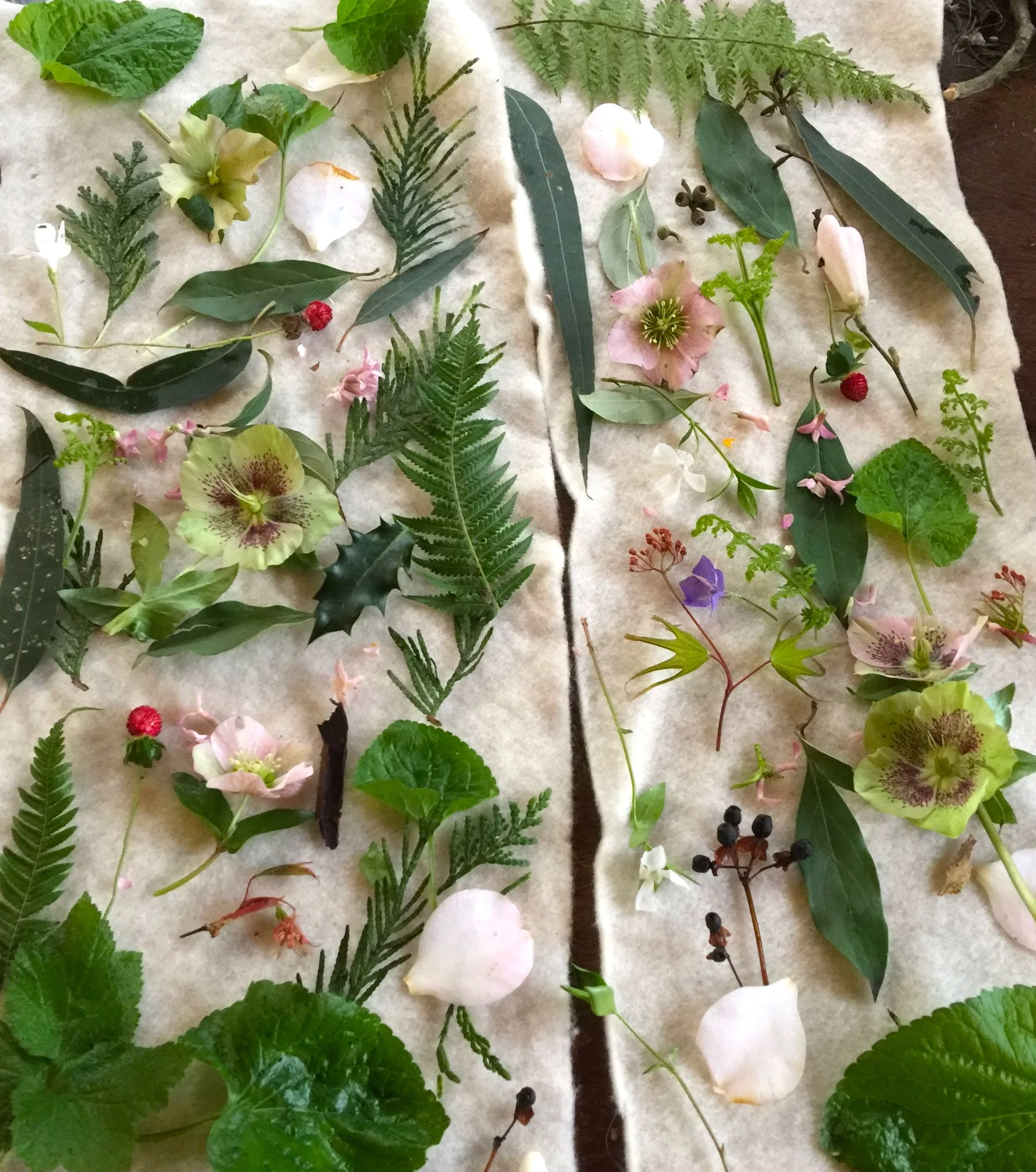 dye plants.jpg