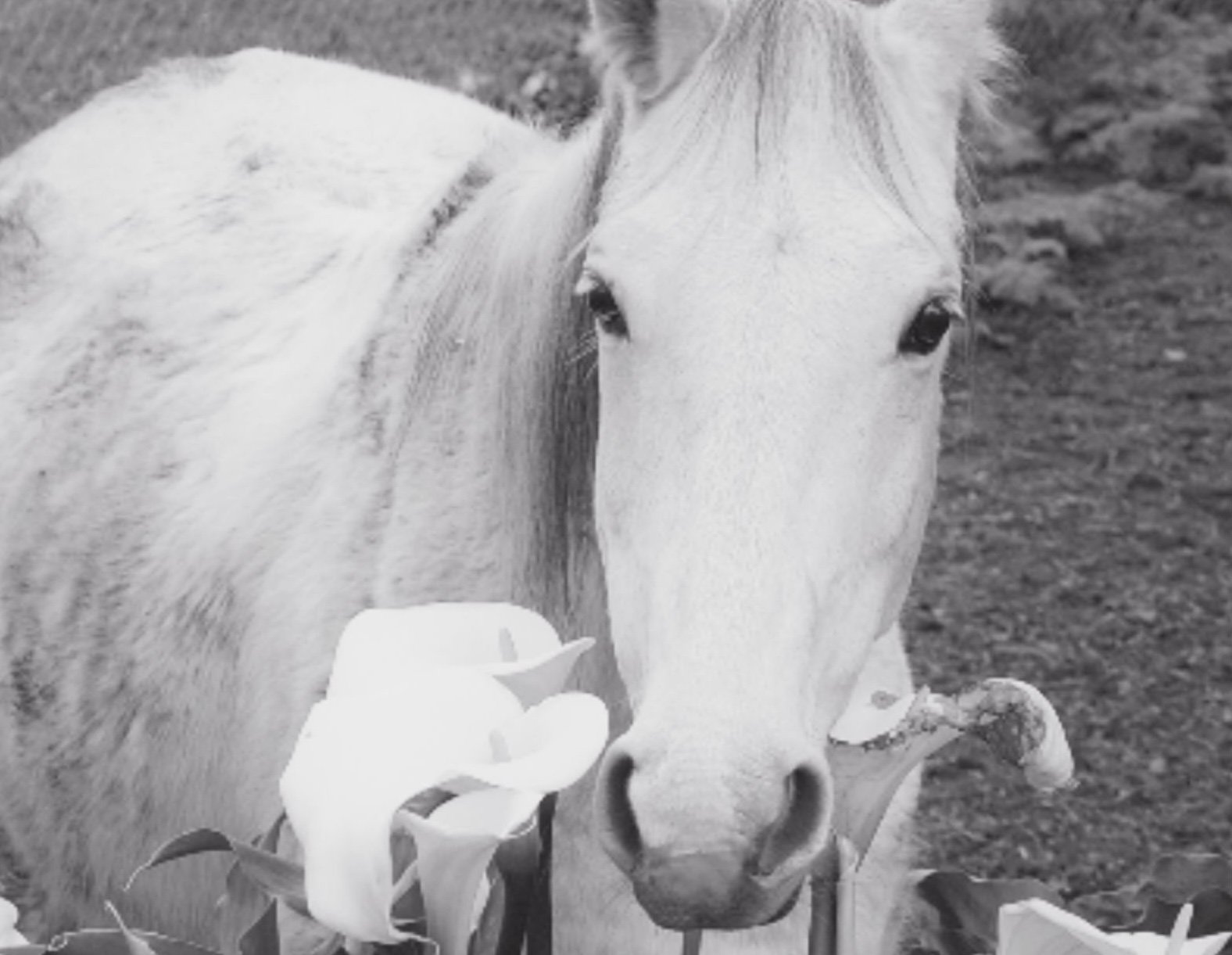 white horse photo.jpg