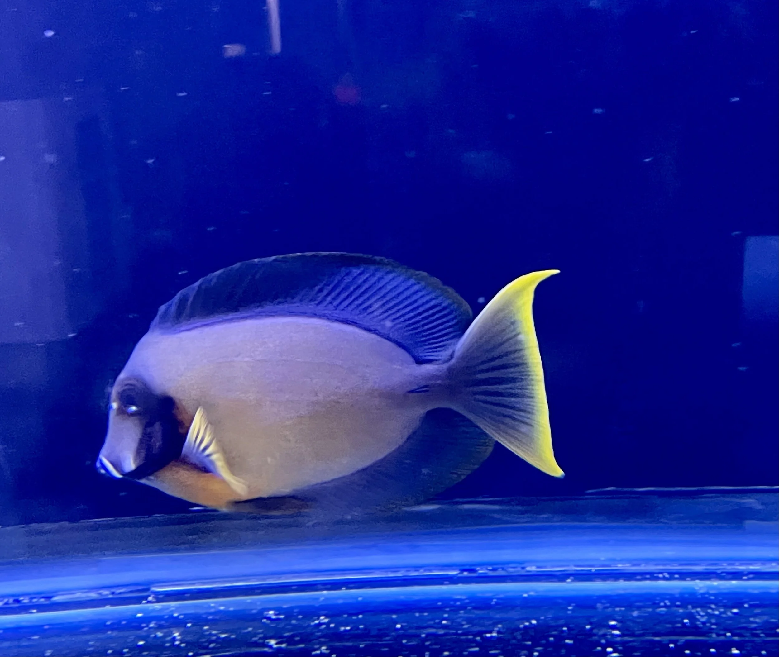 Pyroferous Tang.jpg