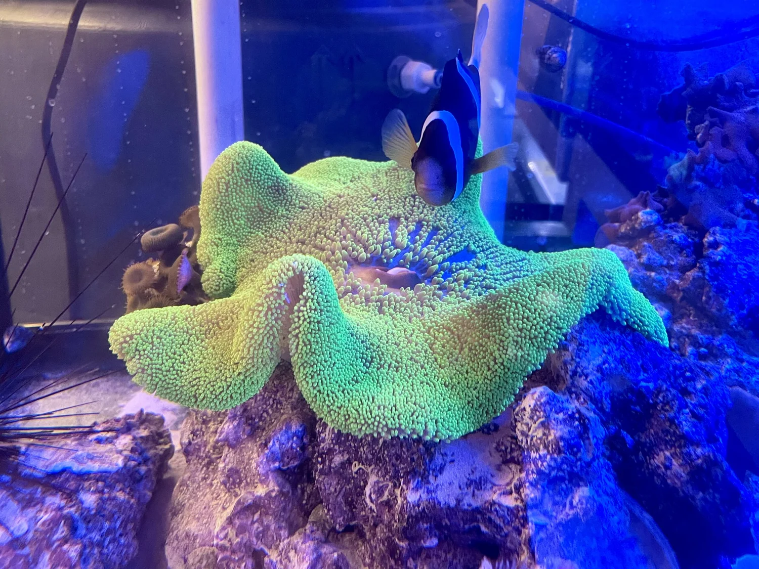 XL Ultra Green Carpet Anemone — JC Aquaria