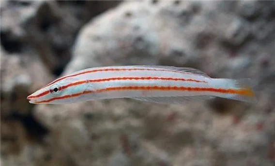 Red+line+Long+Back+Wrasse.jpg