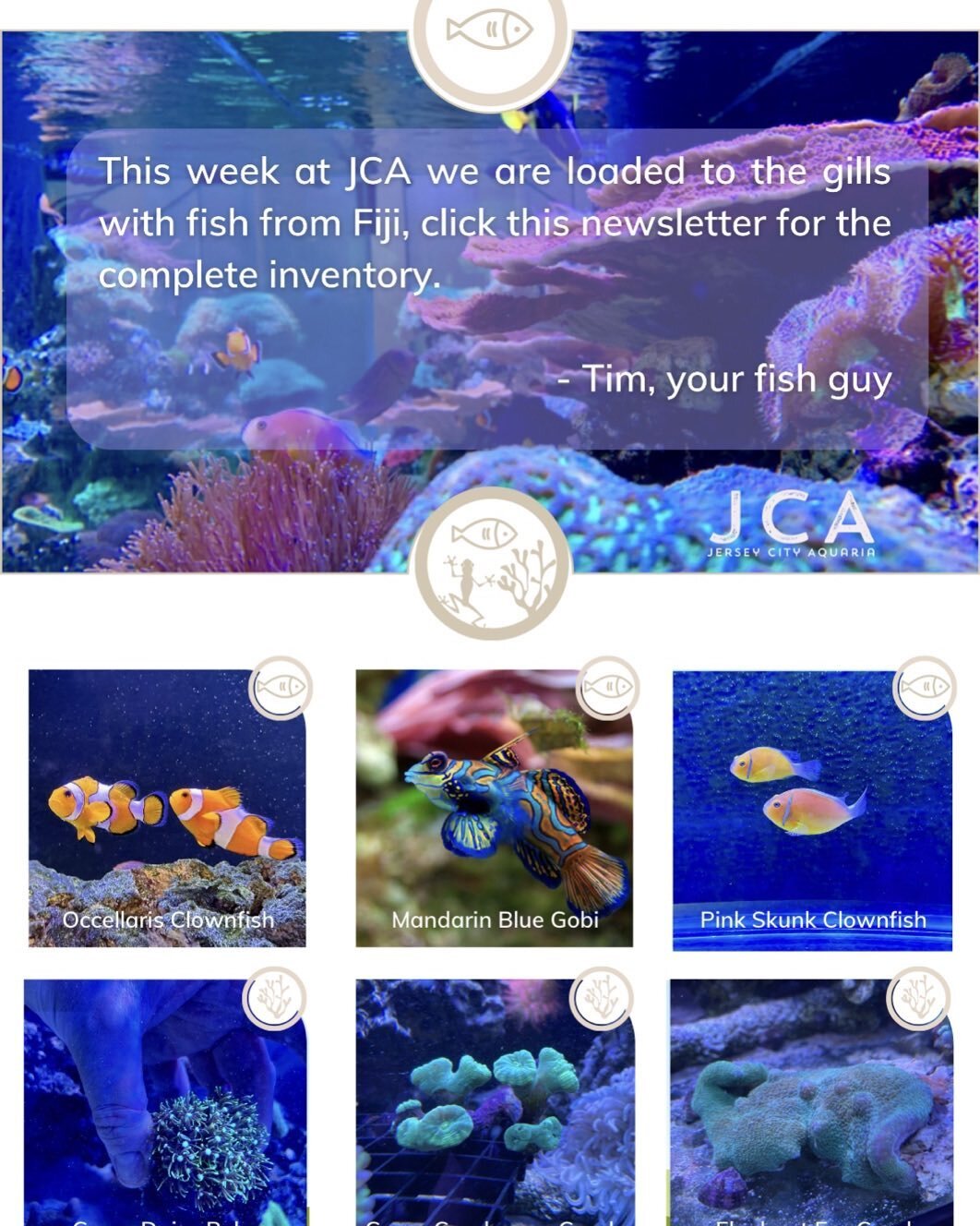 Full to the gills from Fiji! Check out our latest inventory- &mdash;&mdash;-
#aquarium #fish #fishtank #reef #reeftank #coral #saltwater #custom #freshwater #NYCMetro #NJ #TropicMarinTanks #ecotechmarine #eshopps #aquaUV 
&mdash;&mdash;-
Let us help 