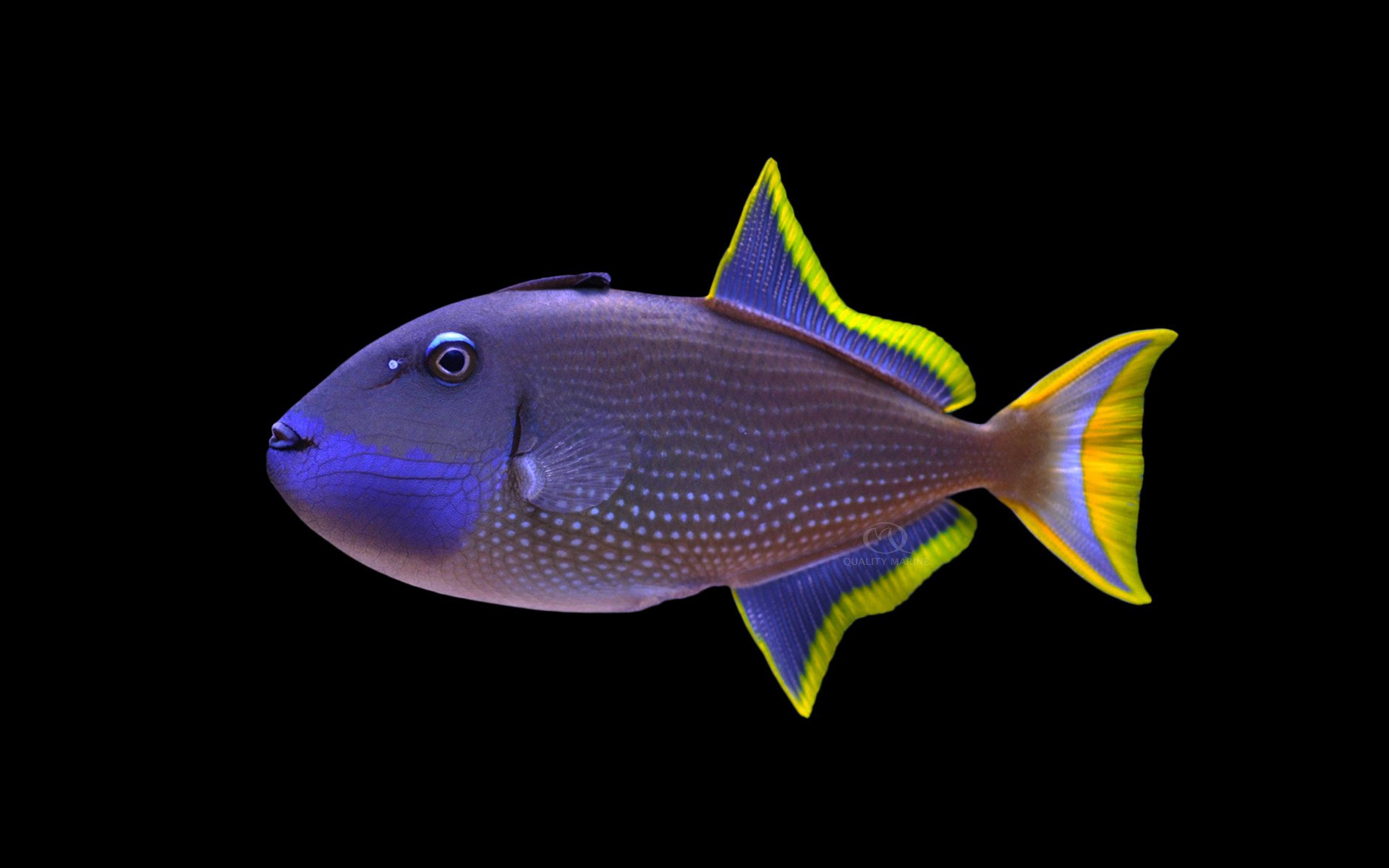 Blue Jaw Male.jpg