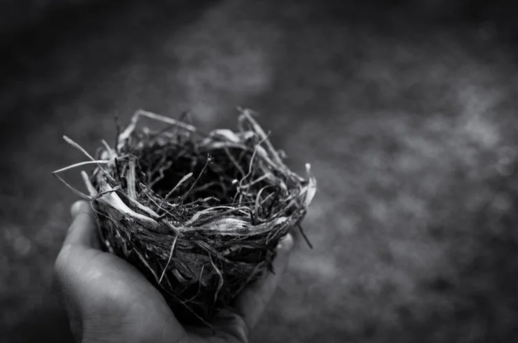 nest photo.jpeg
