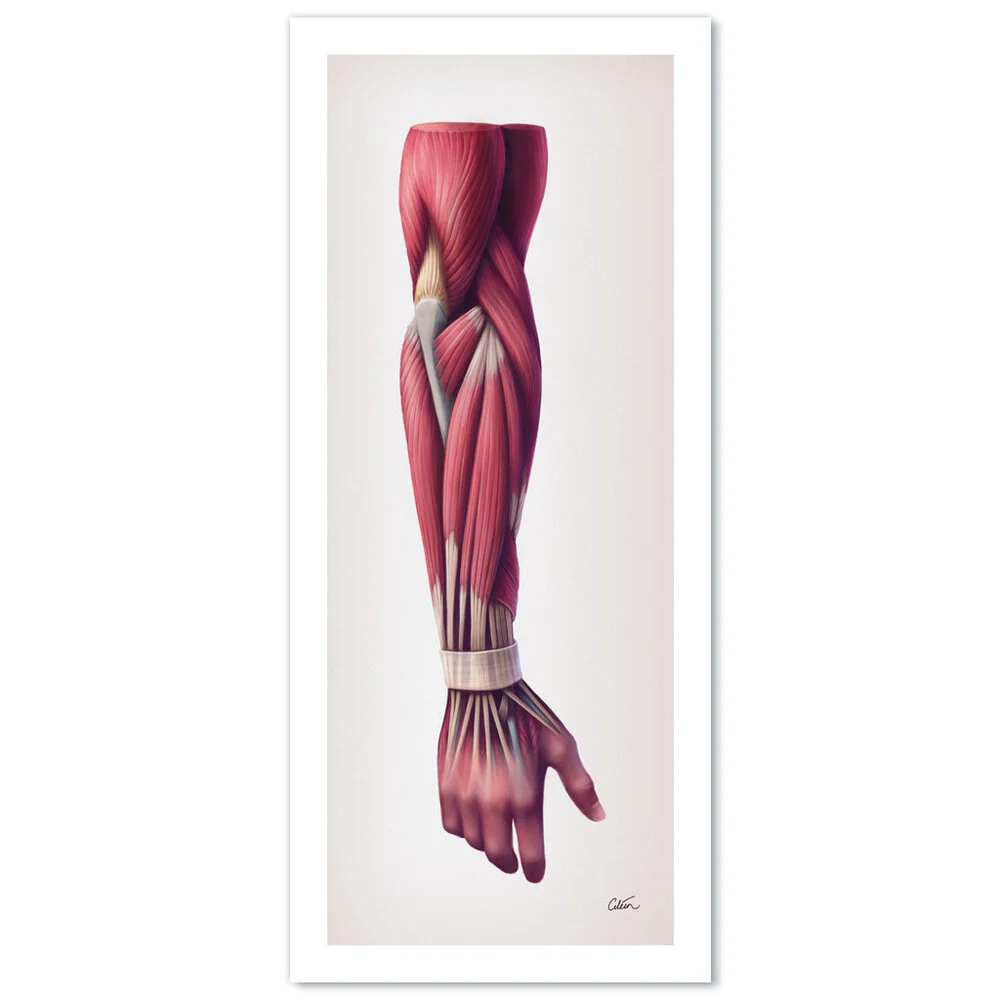 print forearm anatomy preview v2a.jpg