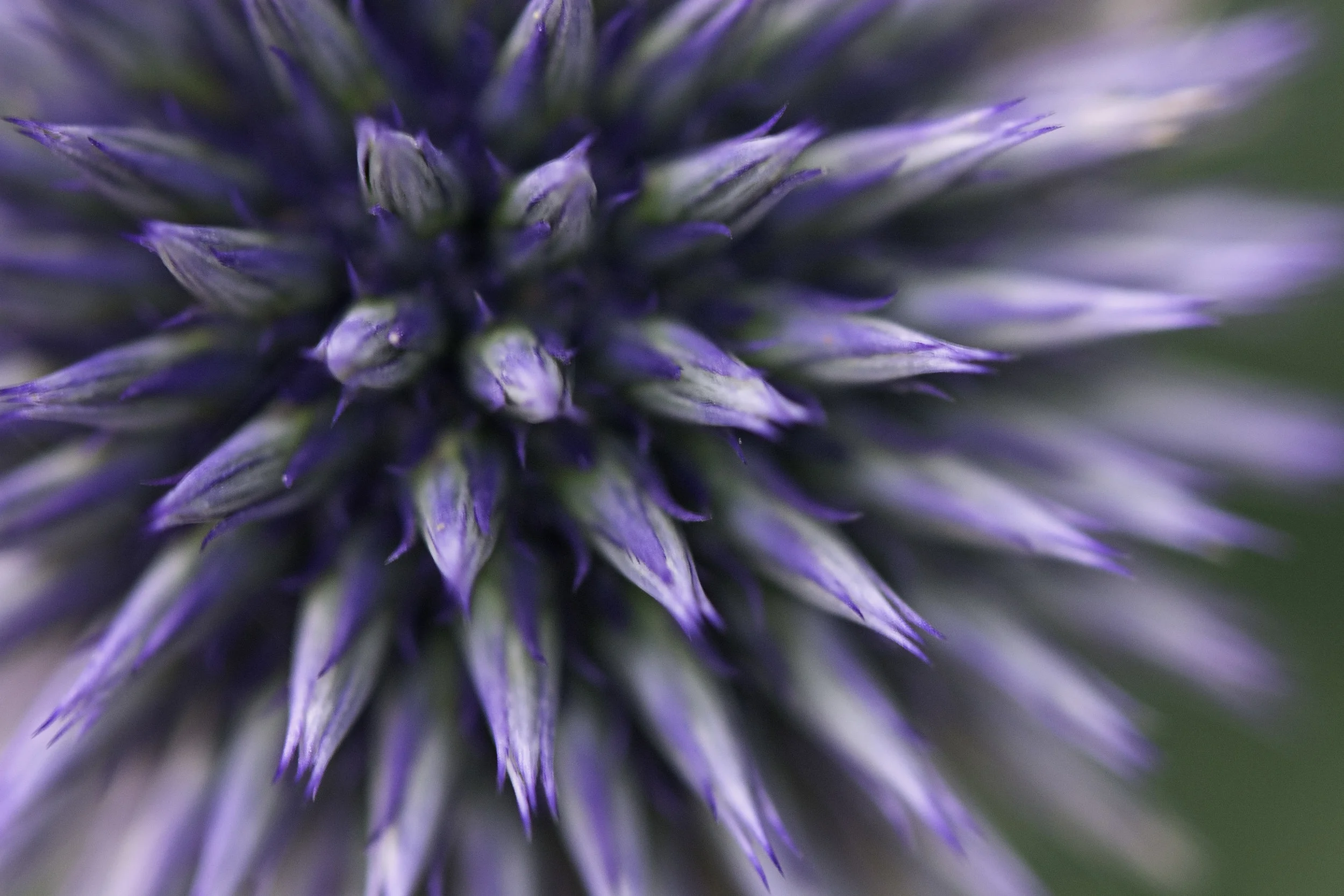 DSC_7952-Edit-Edit.jpg