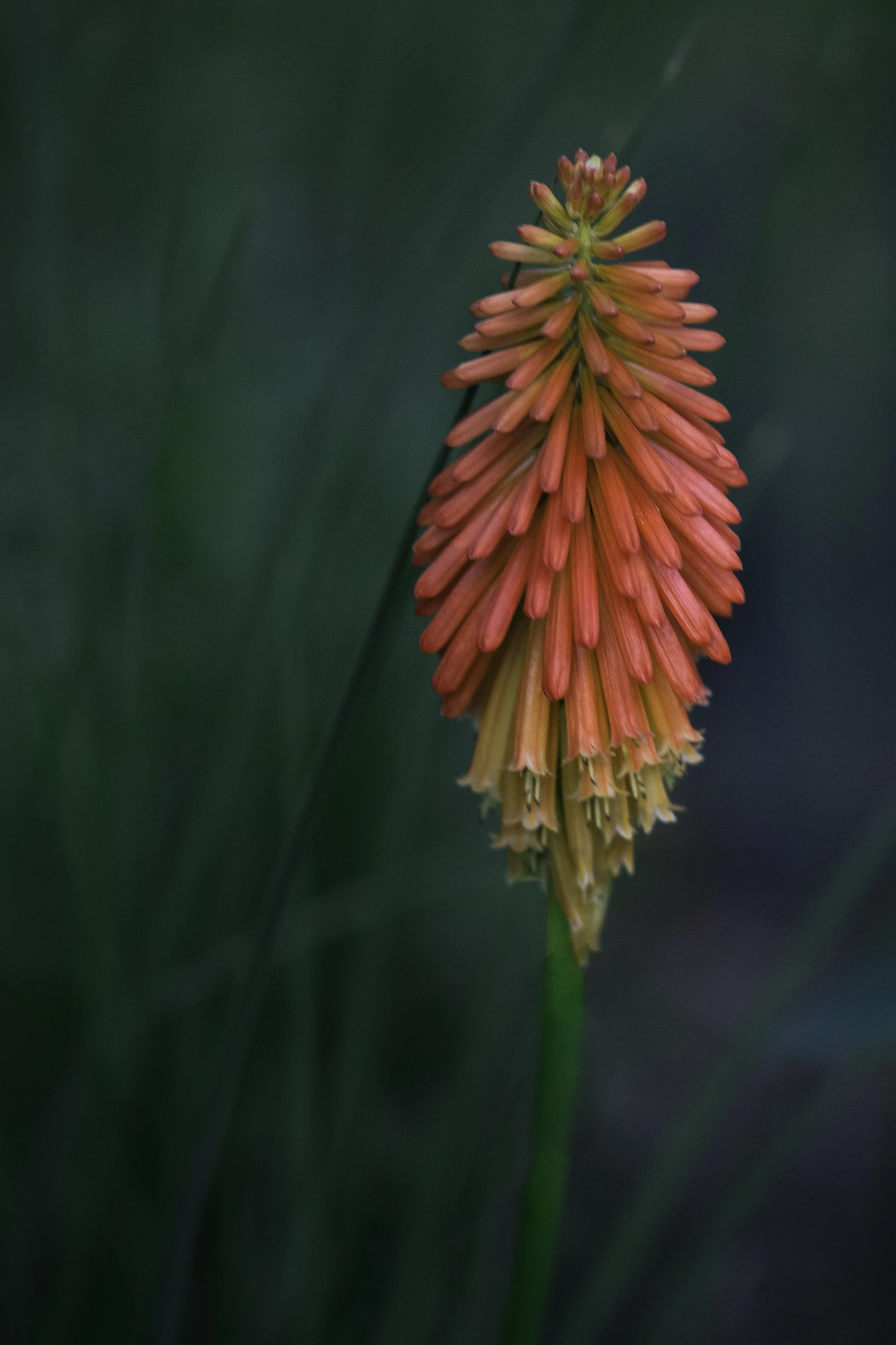 DSC_8009-Edit.jpg