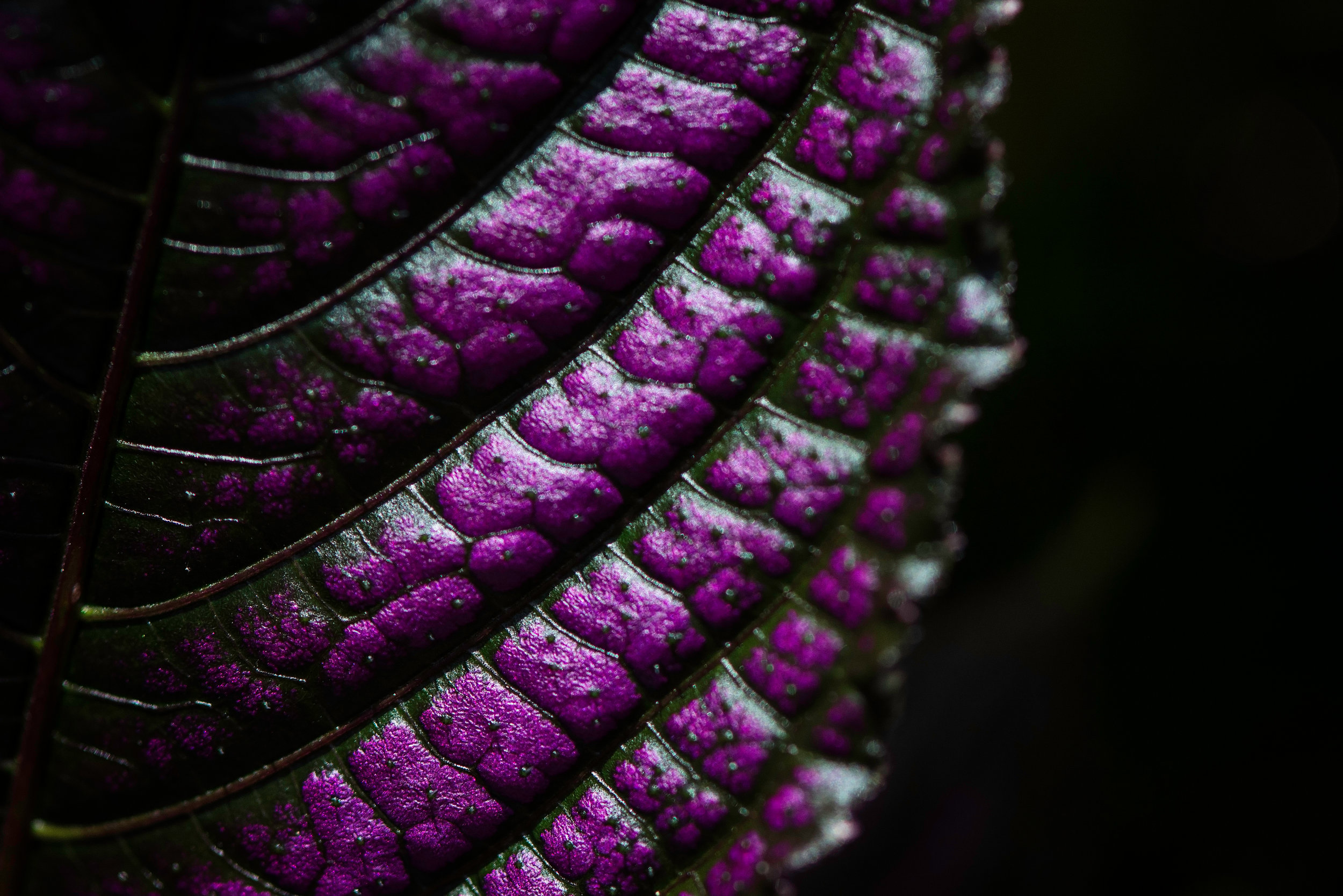 Purple Leaf.jpg
