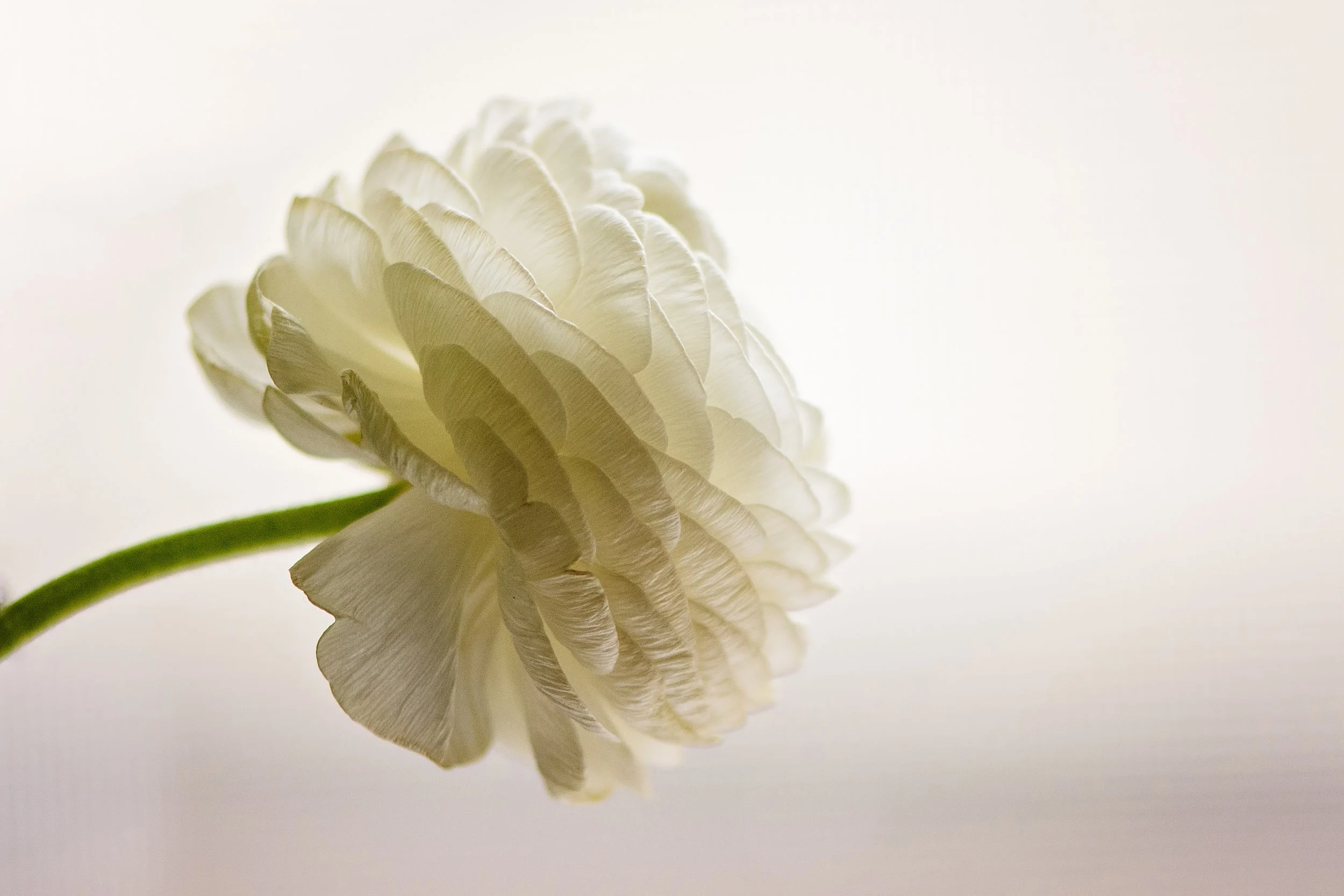 White ranuculus.jpg