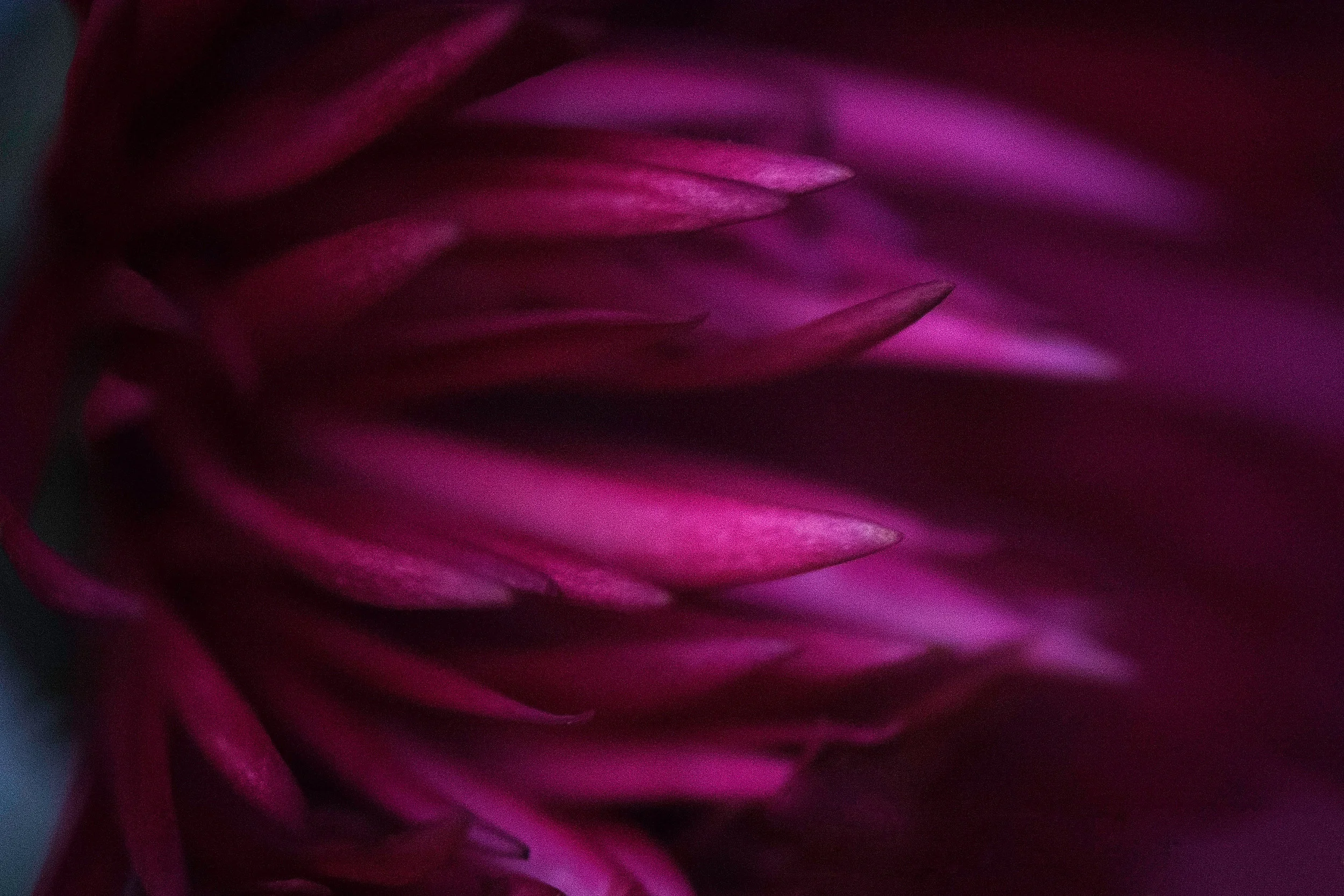 Pink Petals.jpg