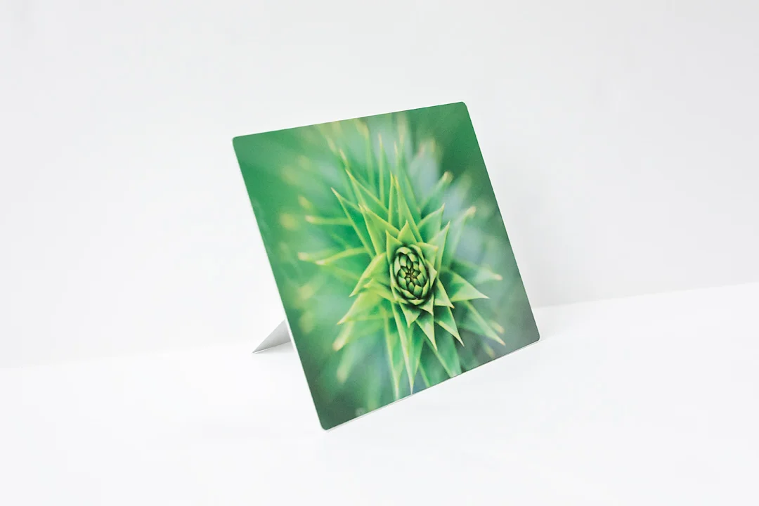 Monkey Puzzle Side.jpg