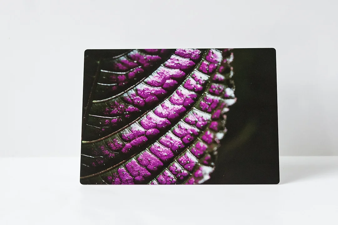 Purple Shield metal front.jpg