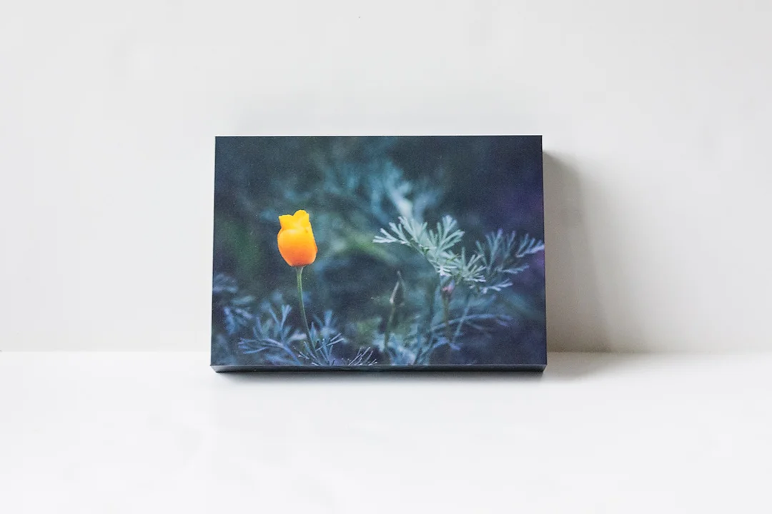 Orange Poppy Front.jpg