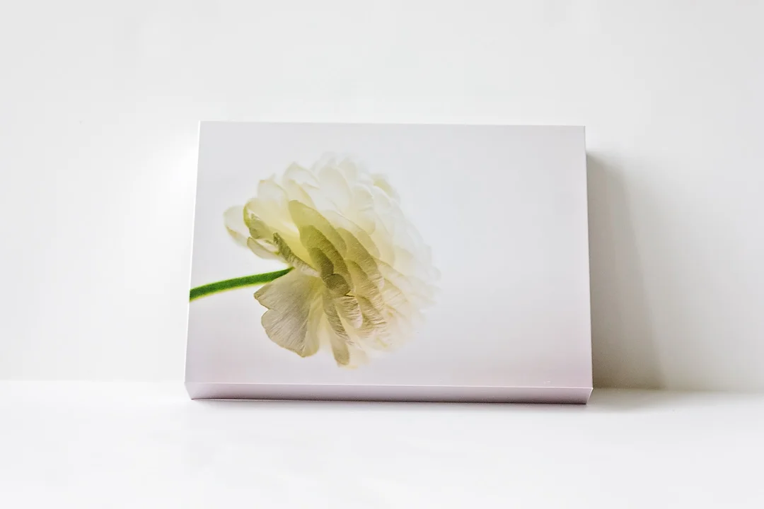 White Ranunculus Front.jpg