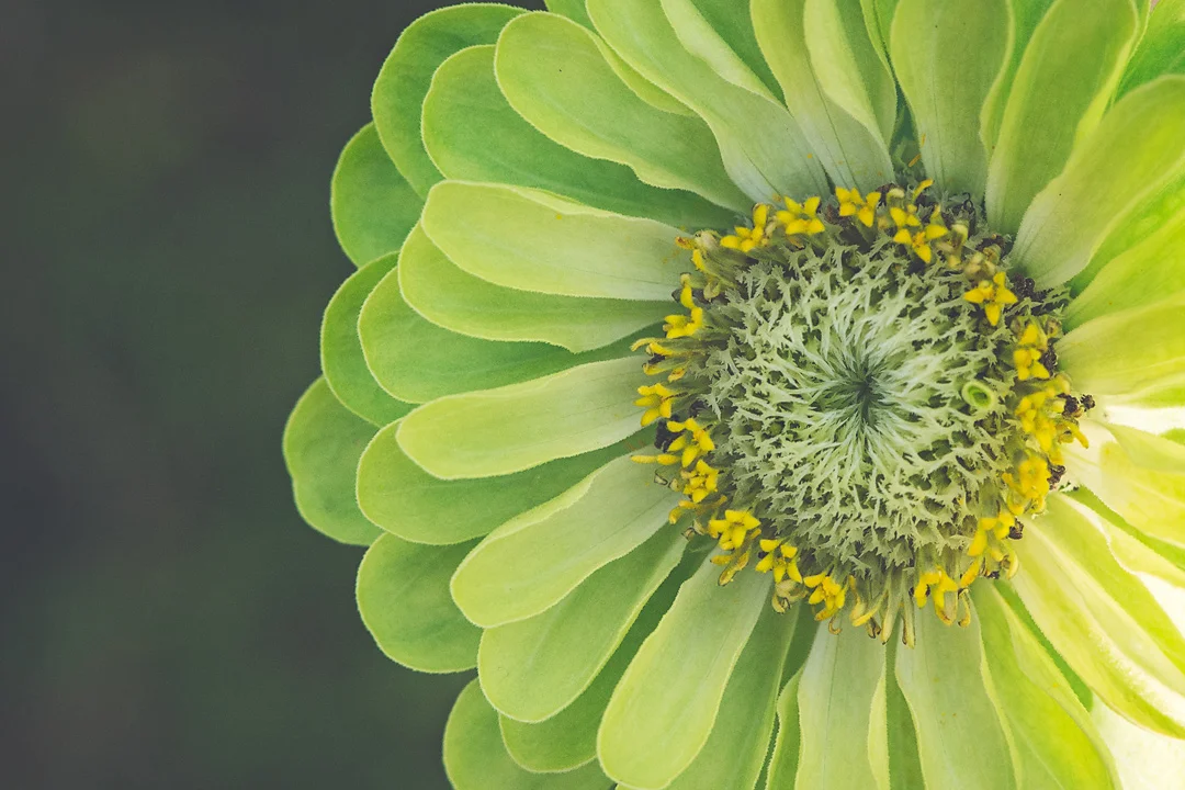 Green Zinnia small.jpg
