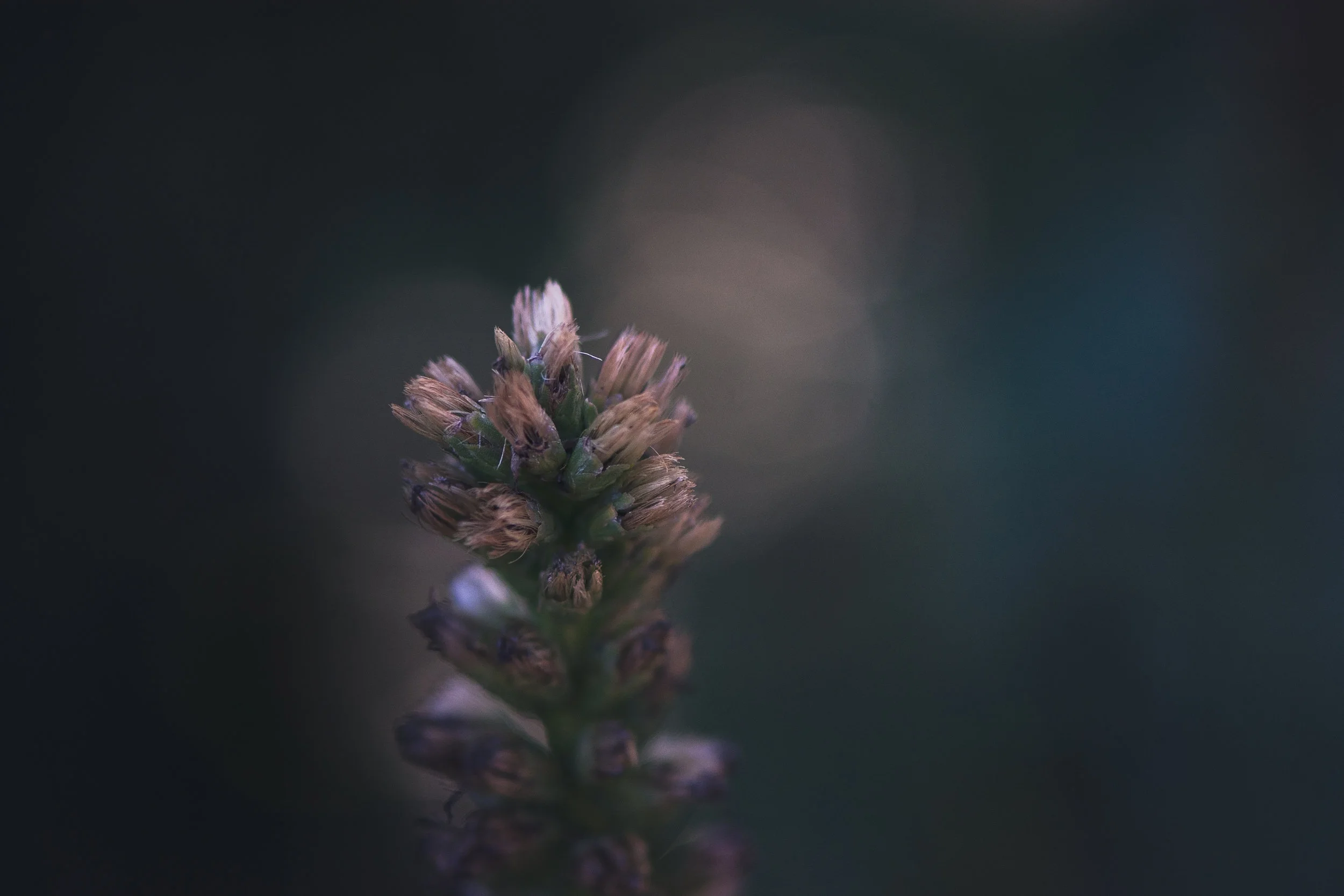 DSC_1556.jpg