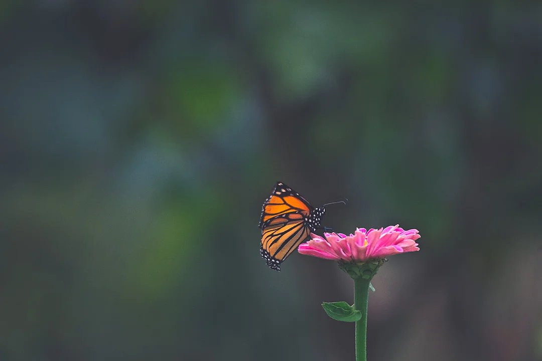 IG DSC_4321 copy.jpg
