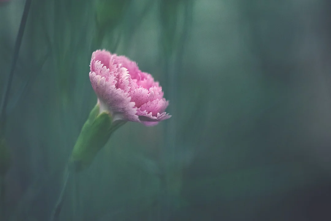 IG_7507040 copy.jpg