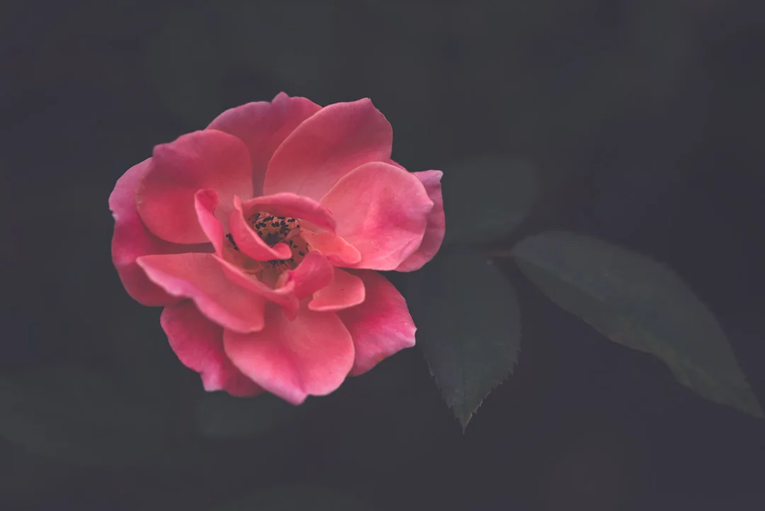 IG_7506478 copy.jpg