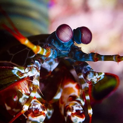 Mantis_Shrimp.jpg