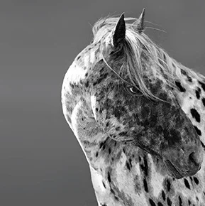 2021 Rosé (Sold Out)