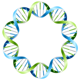 Plasmid mapping by Scott.png