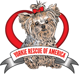 Yorkie Rescue Of America