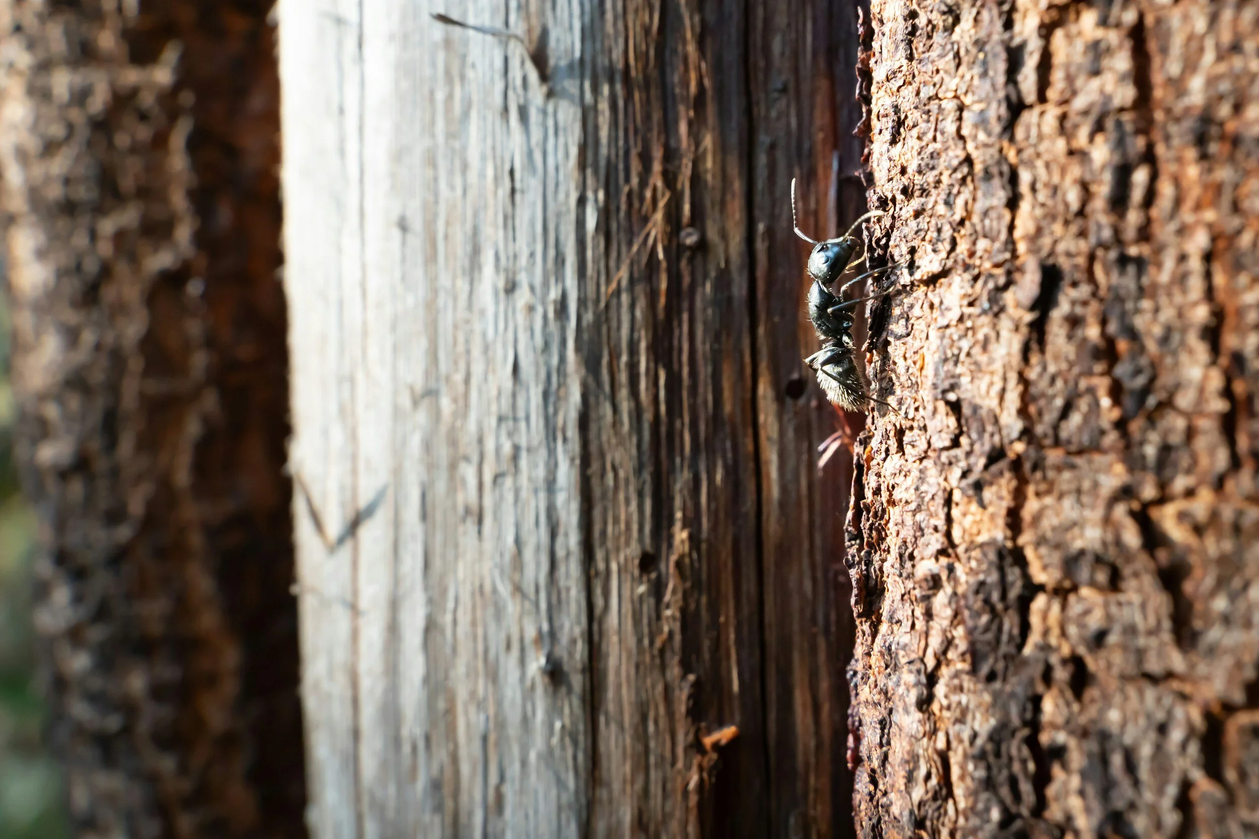 Defending Your Home: A Comprehensive Guide to Protecting Against Wood-Destroying Insects