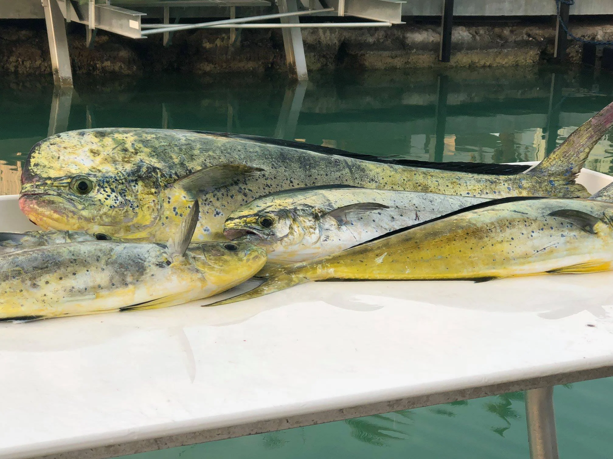 Fish 33.jpg