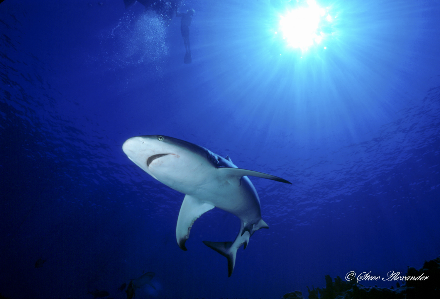 Beveridge shark-ADJ-Adj8.jpg