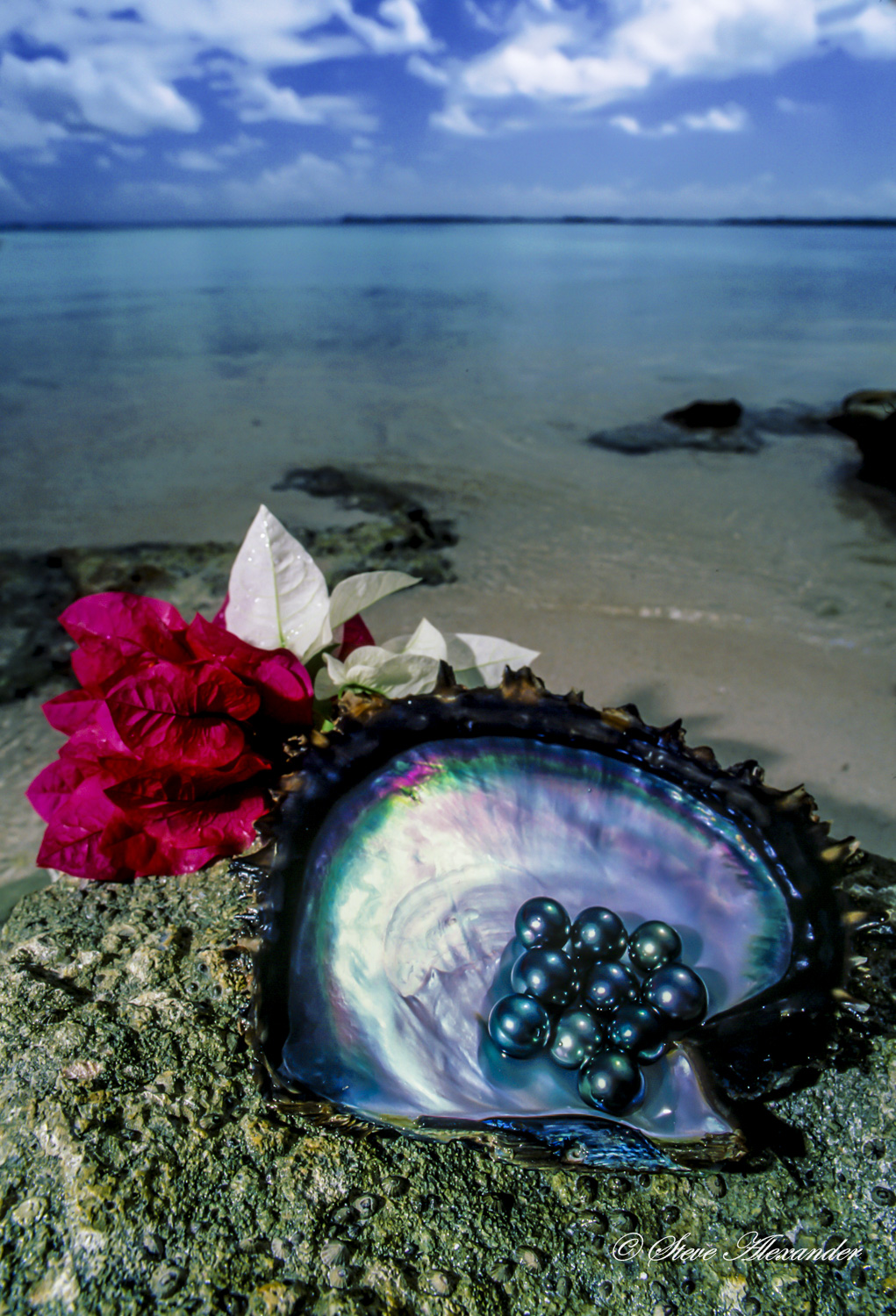 Pearls in shell-Adj2.jpg