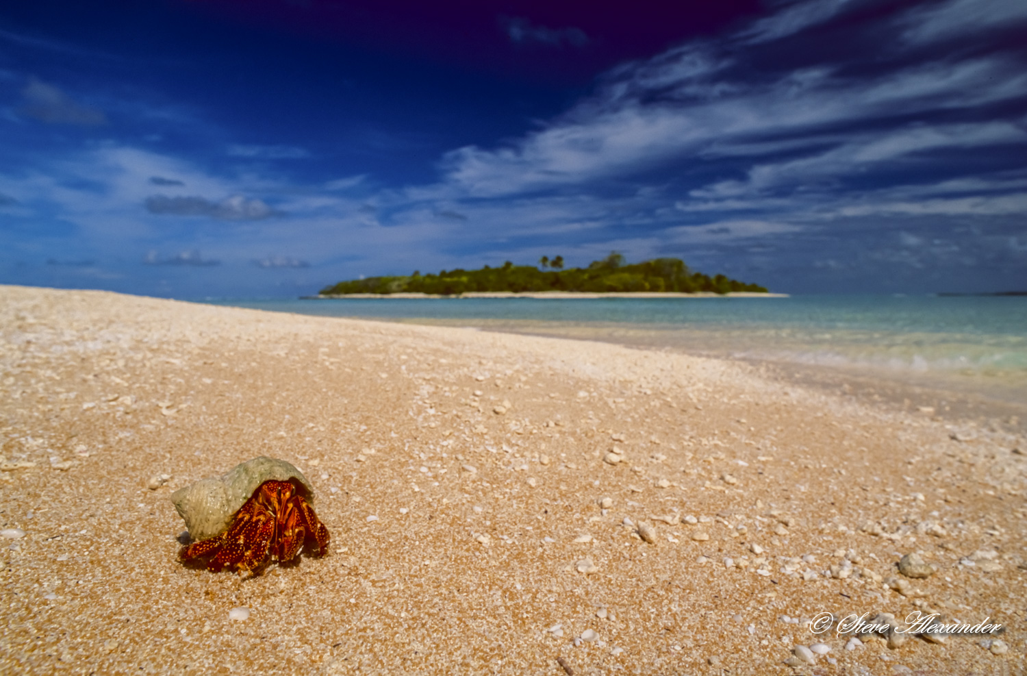 Hermit Crab on Desert Island