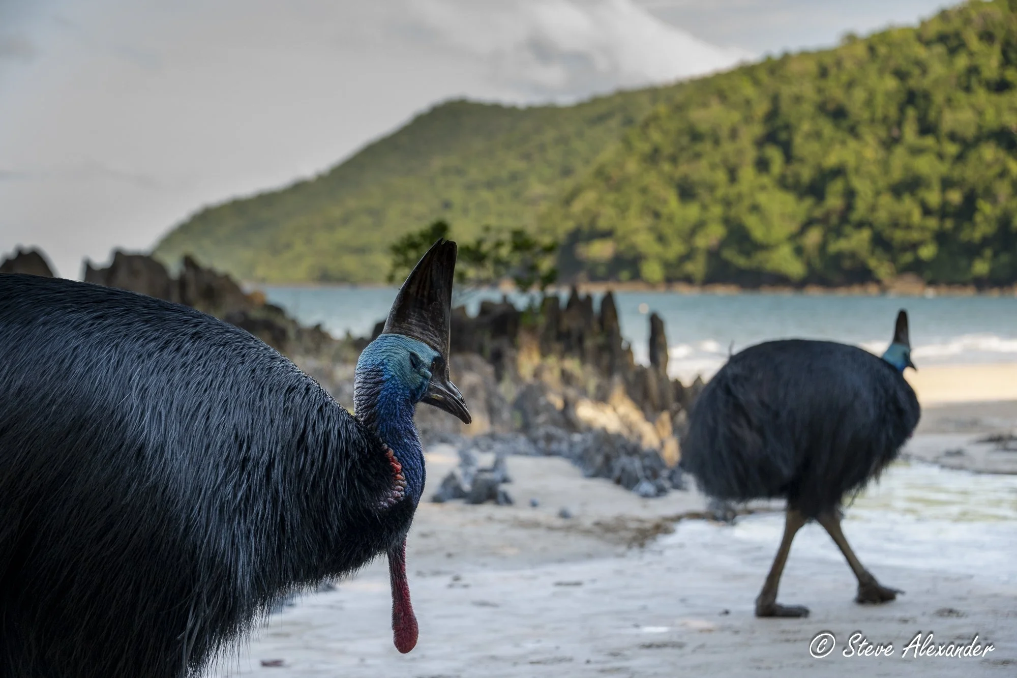Beach stroll, dinosaur edition.