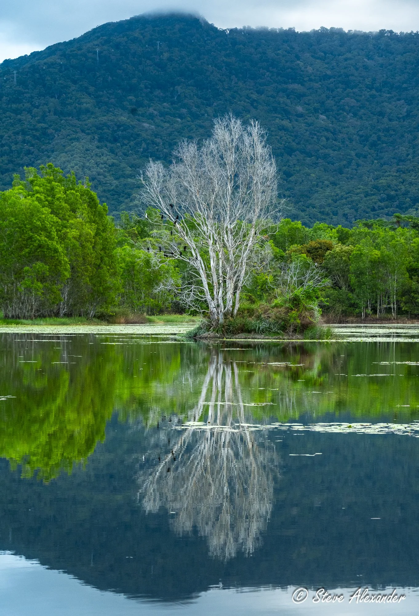 Reflection without ripple — where gum meets its twin.
