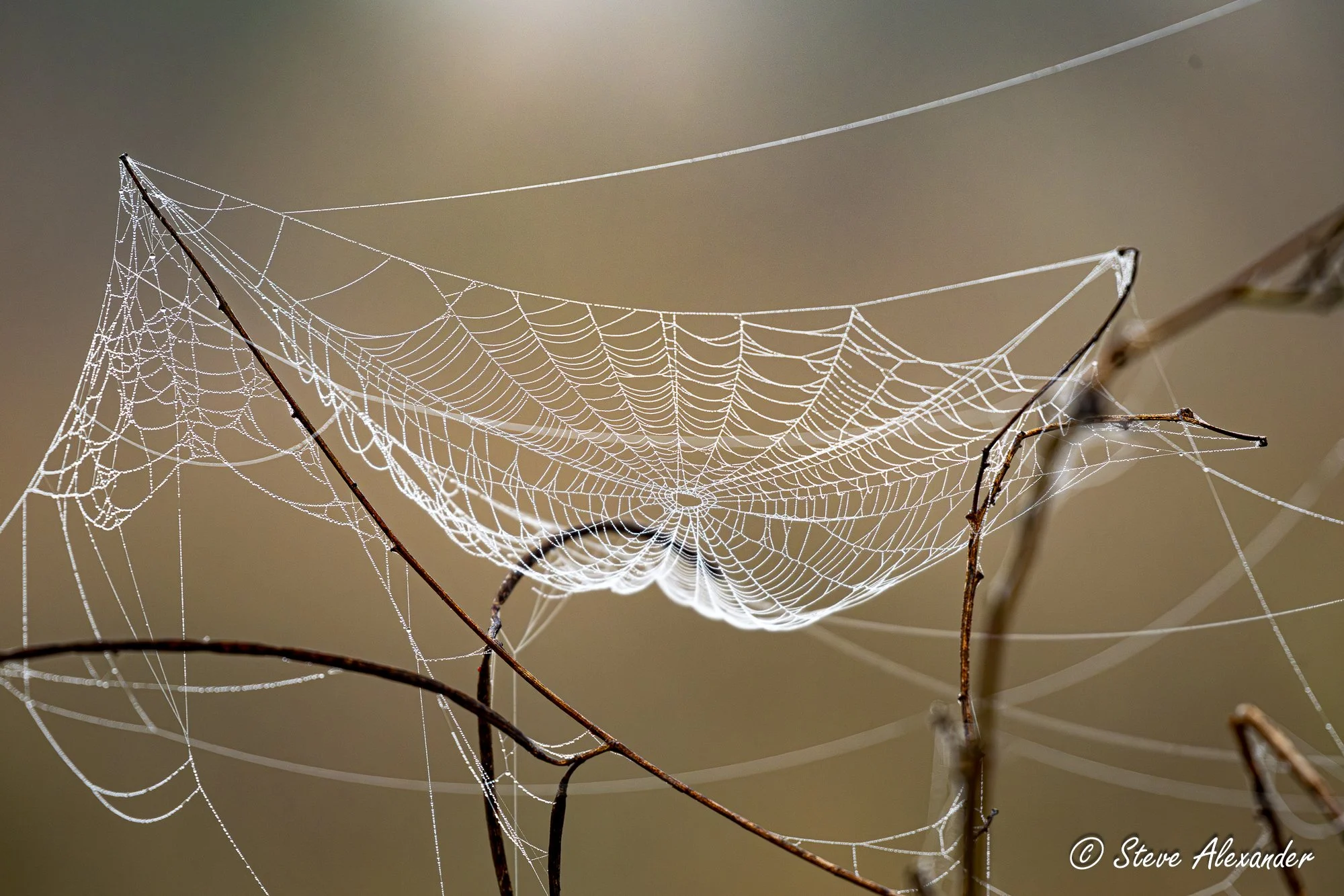 Web of mist.