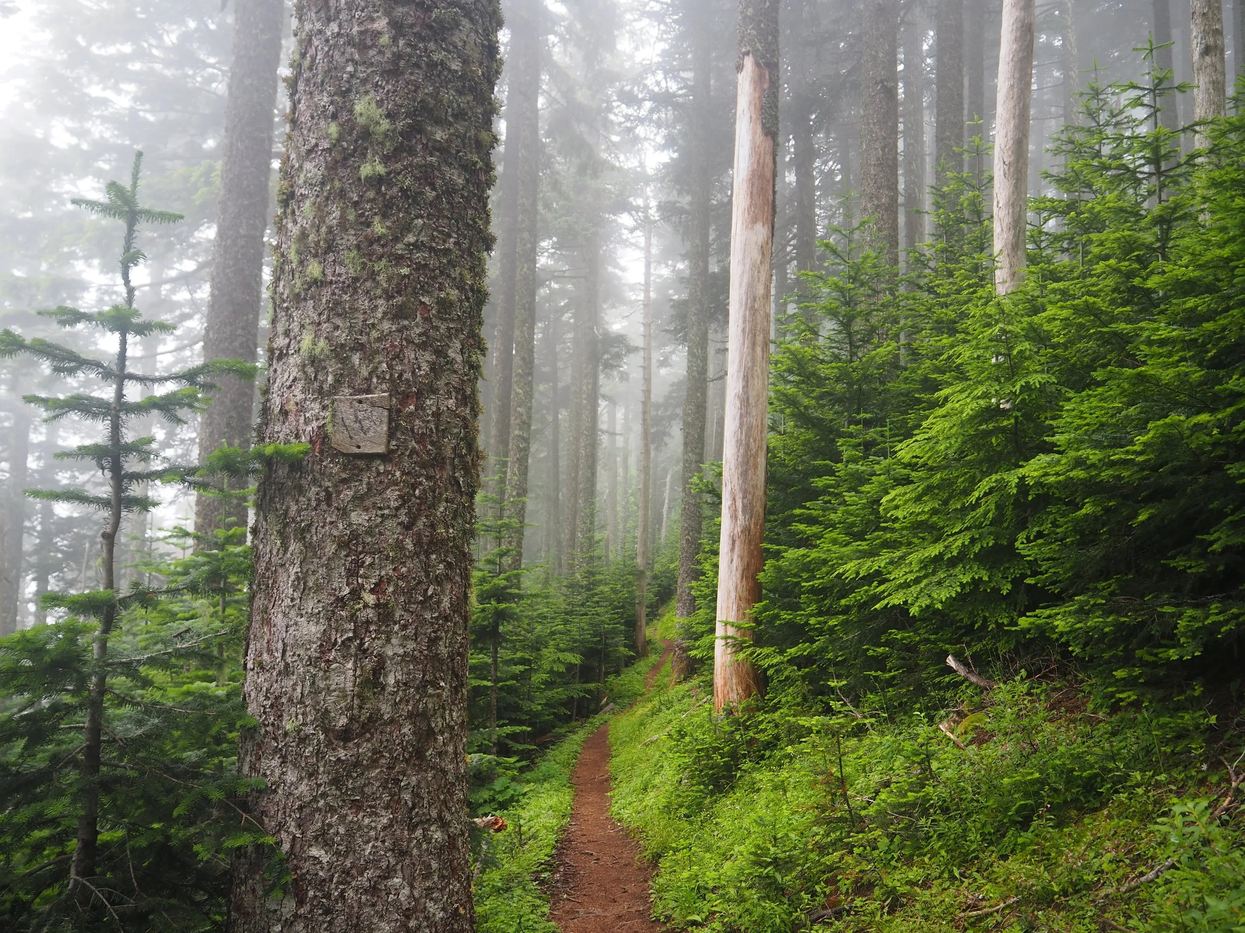 Somewhere in Oregon, where the forests are buzzing with life. 