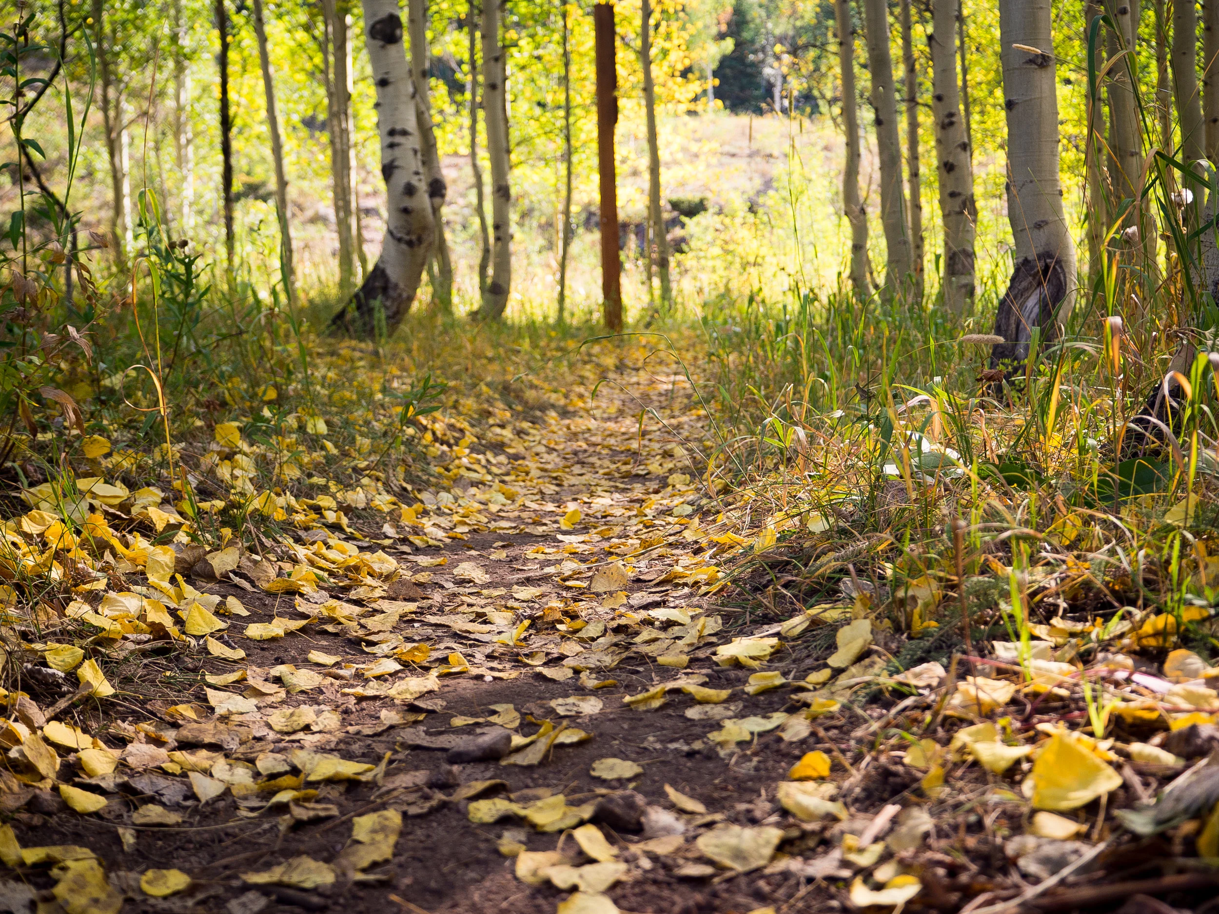 Fall is coming to Colorado! 