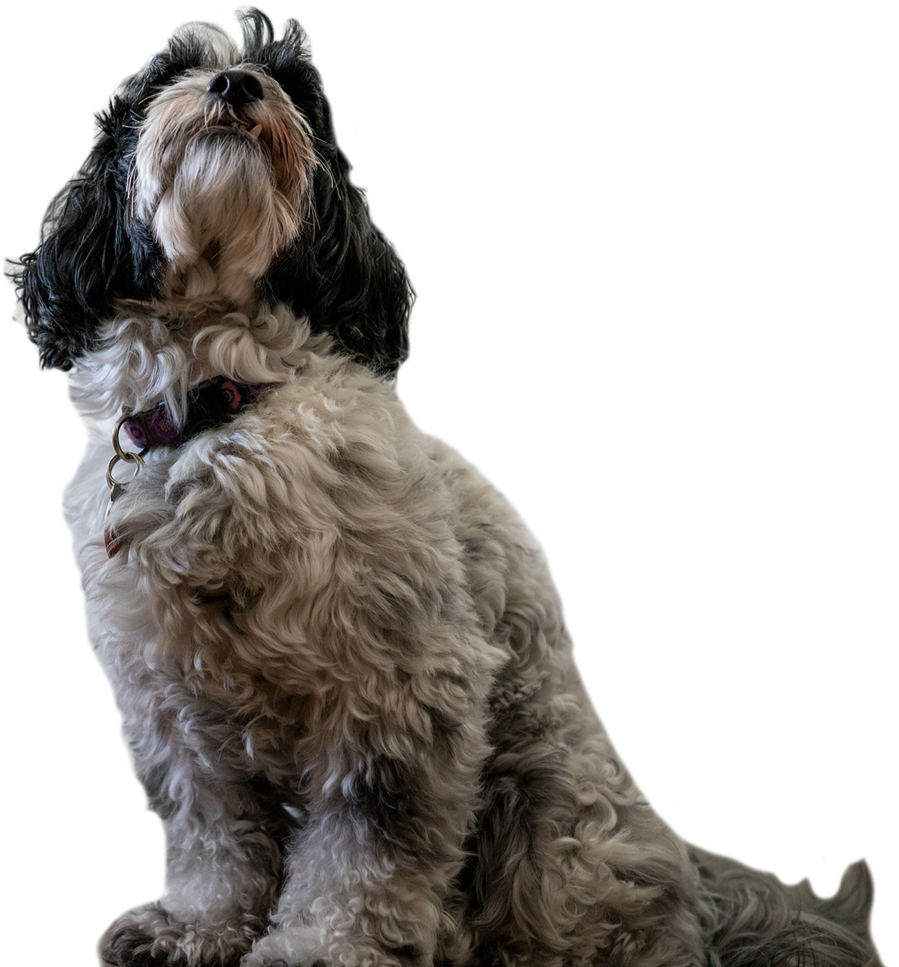 Penny cut out v2.png