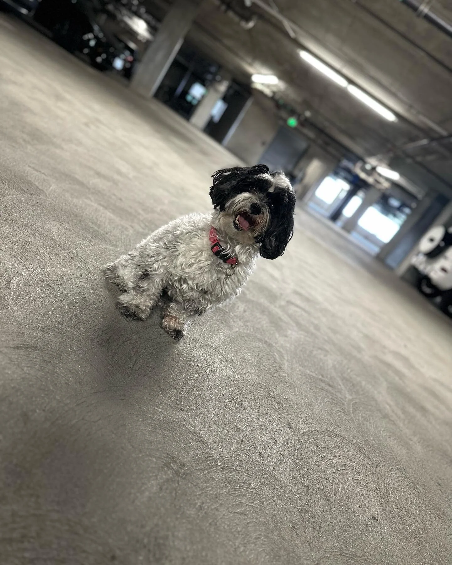 Happy 9th Birthday, Penny Girl 🎂