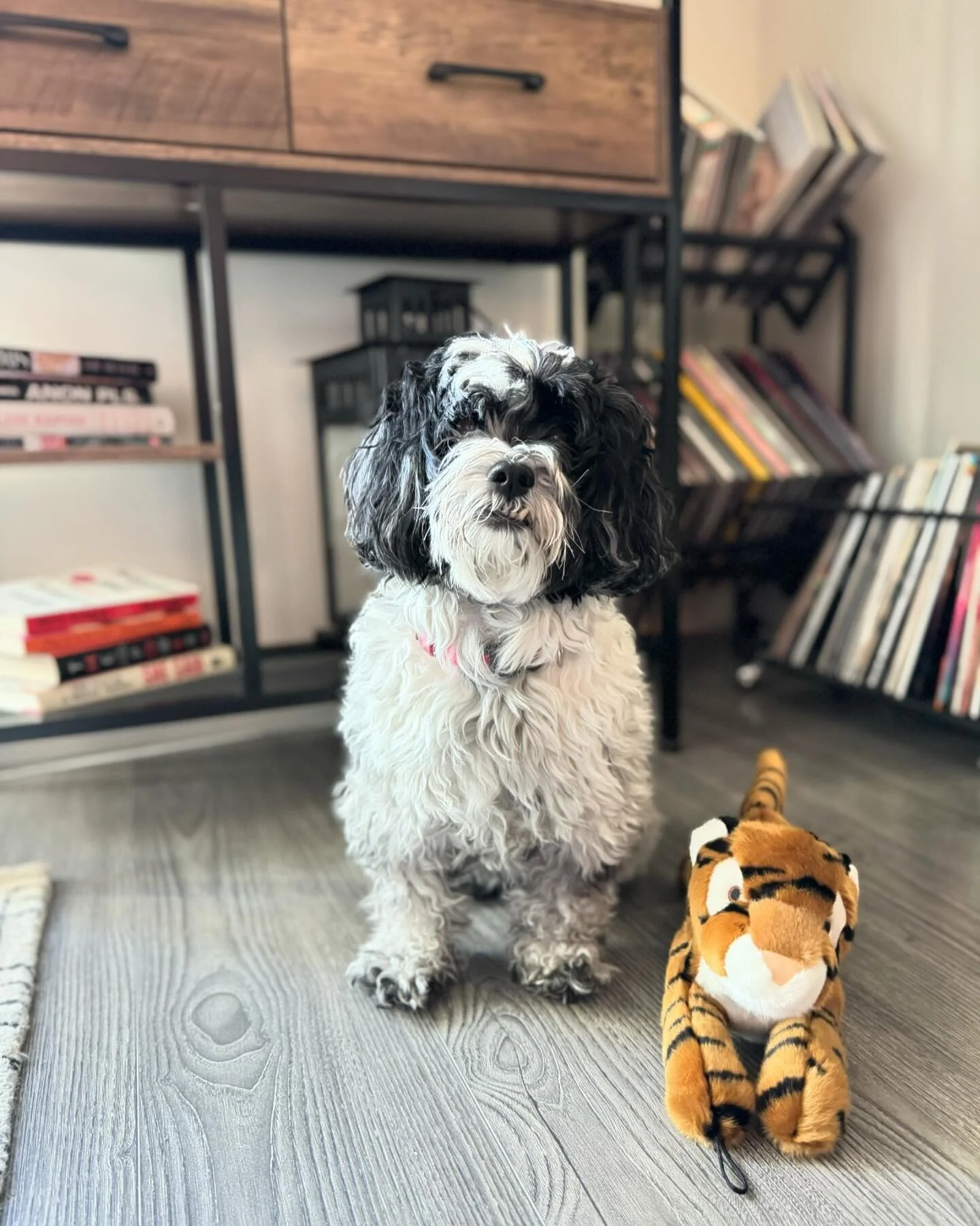 Happy 10th Birthday, Penny!